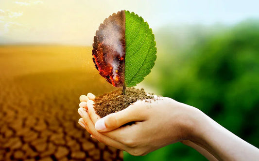 EL IMPACTO AMBIENTAL DE LAS VELAS TRADICIONALES Y CÓMO REDUCIRLO